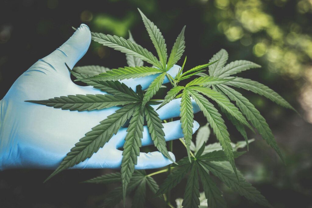 cannabis plant being held by a gloved hand, with lush green leaves and a blurred natural background